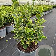 Euonymus jap. 'Aureomarginatus' GM C3