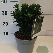 Euonymus jap. 'Green Spire' GM C3