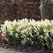 Euonymus jap. Himalaya GM C3
