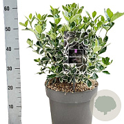 Euonymus jap. 'Kathy' GM C3