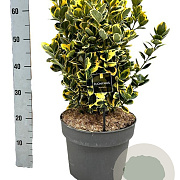 Euonymus jap. Marieke GM C3