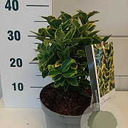 Euonymus jap. Marieke GM C3