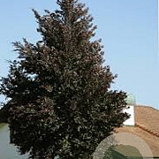 Fagus syl. 'Swat Magret' 6-8 HO 15L geveerd