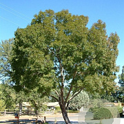 Fraxinus ang. 'Raywood' 12-14 HO 40L