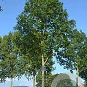 Fraxinus e. 'Geessink' 8-10 HO 25L