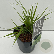 Hakonechloa macra 25-30 cm 2,0L vierkant