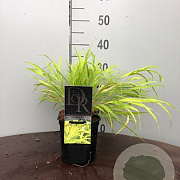Hakonechloa macra 'All Gold' 25-30 cm 2,0L vierkant