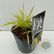 Hakonechloa macra Sunflare 25-30 cm 2,0L vierkant