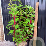 Hydrangea pan. 'Wim's Red' 80-100 cm 15L