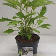Hydrangea querc. Ice Crystal 30-40 cm 2,0L