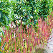 Imperata cylindrica 'Red Baron' GM P9
