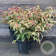 Leucothoe f. 'Rainbow' GM C3