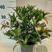 Leucothoe keiskei 'Royal Ruby' GM C3