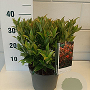 Leucothoe 'Zeblid' GM C3