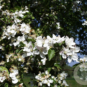 Malus 'Butterball' 175-200 cm 40L meerstammig