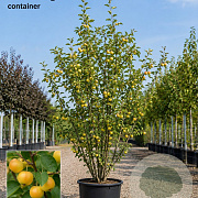 Malus 'Butterball' 175-200 cm 40L meerstammig