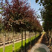 Malus toringo 'Freja' 100-125 cm 40L meerstammig