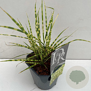 Miscanthus sin. 'Gold Breeze' 25-30 cm 2,0L vierkant