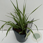 Molinia arund. 'Transparent' 25-30 cm 2,0L vierkant