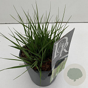 Molinia caerulea 'Moorhexe' 25-30 cm 2,0L vierkant