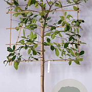 Photinia fraseri 'Camilvy' 8-10 HO 15L LEIVORM 180 cm stam