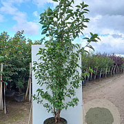 Prunus a. 'Plena' 150-175 cm 40L meerstammig
