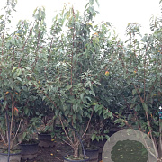 Prunus ser. 'Kanzan' 175-200 cm 40L meerstammig
