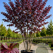 Prunus ser. 'Royal Burgundy' 125-150 cm 40L meerstammig