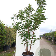 Prunus ser. 'Taihaku' 150-175 cm 40L meerstammig