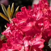 Rhododendron 'Vollblut' 25-30 cm 3,0L