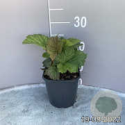 Rodgersia aesculifolia GM 2,0L
