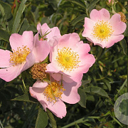 Rosa (o) canina 60-80 cm 10L