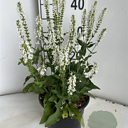 Salvia nem. 'Schneehügel' GM 2,0L