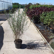 Salix purpurea 'Nana' 60-80 cm 10L