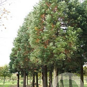 Sequoiadendron giganteum 125-150 cm 15L solitair