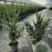 Taxus baccata 60-70 cm 3,5L