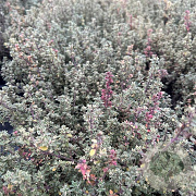 Thymus v. 'Silver Posie' GM 2,0L