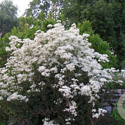 Clematis recta 'Purpurea' 100-150 cm 5,5L