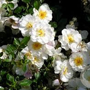 Rosa 'Aimée Vibert' 100-150 cm 5,5L