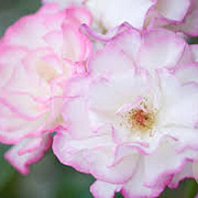 Rosa (K) Händel 100-150 cm 5,5L