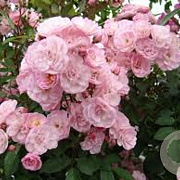 Rosa (K) Lavender Siluetta 100-150 cm 5,5L