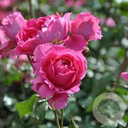 Rosa (K) 'Pink Cloud' 100-150 cm 5,5L
