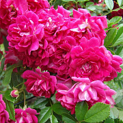 Rosa Super Excelsa 100-150 cm 5,5L