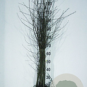 Betula pubescens 60-100 cm wortelgoed 1/1
