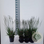 Molinia caerulea 'Heidezwerg' 90 cm P17