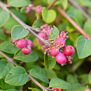 Symphoricarpos ch. 'Hancock' GM wortelgoed 0/2 3 tak