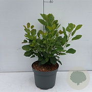 Cotinus coggygria 40-50 cm 35L