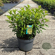 Forsythia int. Week-End 80-100 cm 10L