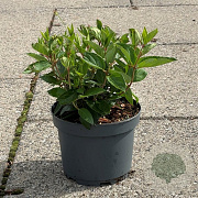 Hydrangea pan. 'Grandiflora' 20-30 cm 3,5L