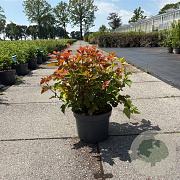 Physocarpus opulif. Magic Ball 80-100 cm 10L